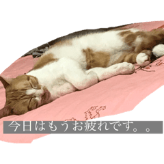 [LINEスタンプ] ねこのとら