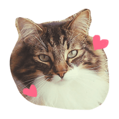[LINEスタンプ] ノルウェージャンフォレストキャットrouis