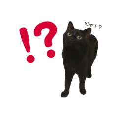 [LINEスタンプ] 黒猫おじじのスタンプ