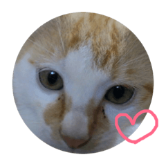 [LINEスタンプ] ゆきちスタンプ第1弾