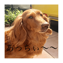 [LINEスタンプ] あちゃん スタンプ