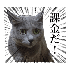 [LINEスタンプ] ソシャゲに課金する猫【実写】
