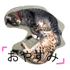 [LINEスタンプ] 可愛い猫達！第1弾！