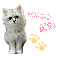 [LINEスタンプ] チンチラシルバーの双子ちゃん