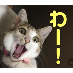 [LINEスタンプ] 今泉家の家族集合