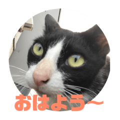 [LINEスタンプ] ハチワレのシカオちゃん