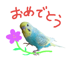 [LINEスタンプ] セキセイインコのフォトスタンプ パート2