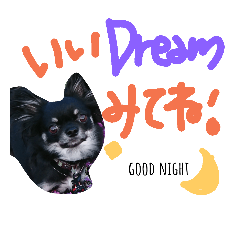 [LINEスタンプ] チワワのキララくん とハムスター達