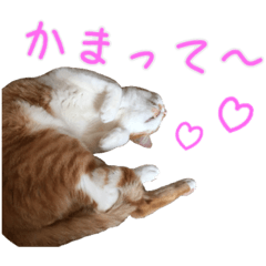[LINEスタンプ] ウチのねこたち