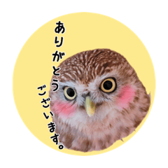 [LINEスタンプ] コキンメフクロウの少佐さんとナゲット＆柊