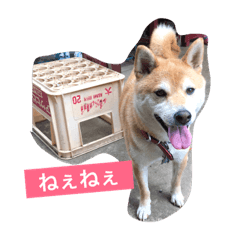 [LINEスタンプ] うちのトムちゃん❤️