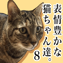 [LINEスタンプ] 表情豊かな猫ちゃん達。8