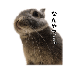 [LINEスタンプ] 可愛いだけがうさぎじゃない。