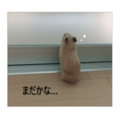 [LINEスタンプ] キンクマハムスターはむさん