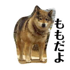 [LINEスタンプ] 愛犬ももちゃん