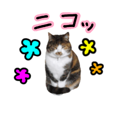 [LINEスタンプ] 日常ラブリー三毛猫