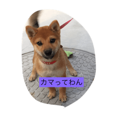 [LINEスタンプ] 我が家のワンコ達です