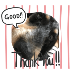 [LINEスタンプ] マメとハク丸