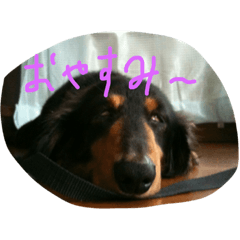 [LINEスタンプ] 僕の犬！