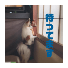 [LINEスタンプ] ミロ＆サージュ