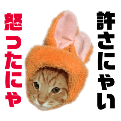 [LINEスタンプ] 茶トラねこのわさび。