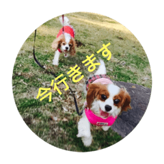 [LINEスタンプ] キャバリアは犬じゃないもんね〜
