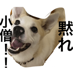 [LINEスタンプ] 名犬ムギ