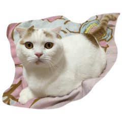 [LINEスタンプ] まるくんです