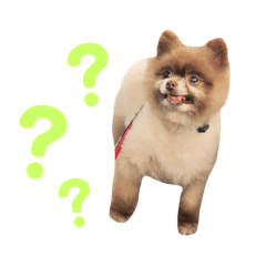 [LINEスタンプ] ポメラニアンのニーナちゃんのスタンプです