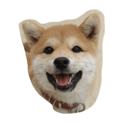 [LINEスタンプ] 犬と猫(？)
