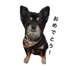 [LINEスタンプ] いとこ犬たち