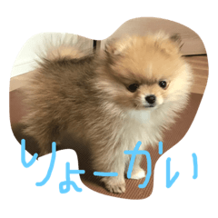 [LINEスタンプ] ポメラニアンのミント君