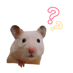 [LINEスタンプ] キンクマハムスターのふぅです