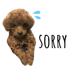 [LINEスタンプ] たろ☆トイプードル