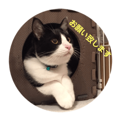 [LINEスタンプ] シーくん part1