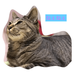 [LINEスタンプ] 我が家の風来坊