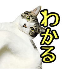 [LINEスタンプ] うち猫スタンプらんまるver3