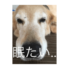 [LINEスタンプ] まったり犬と猫