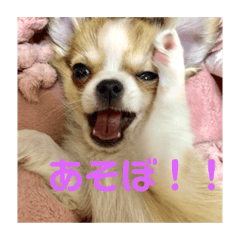 [LINEスタンプ] 愛犬スタンプ ぎんじろお