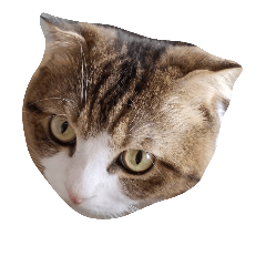 [LINEスタンプ] 我家の猫 2