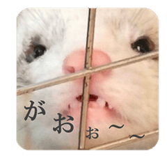 [LINEスタンプ] 可愛い 天使 4本の フェレット 動物 写真