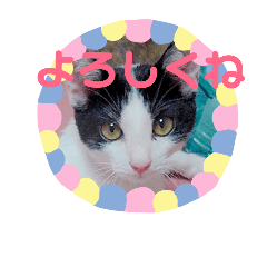 [LINEスタンプ] しまむねこ