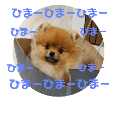 [LINEスタンプ] ポメラニアンおはぎまるさん