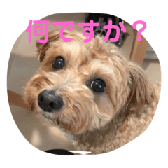 [LINEスタンプ] もしゃの日常