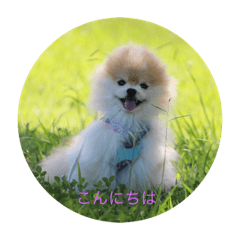 [LINEスタンプ] 可愛いポメラニアンmintのスタンプ
