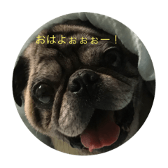 [LINEスタンプ] パグのスタンプだよん