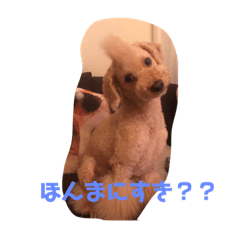[LINEスタンプ] 告白プードル