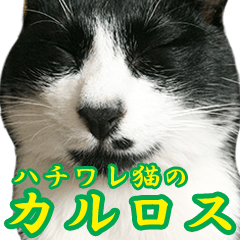 [LINEスタンプ] ハチワレ猫のカルロスの日常