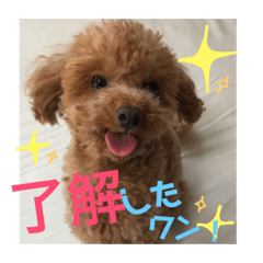 [LINEスタンプ] トイプードル エレンくんのスタンプ