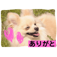 [LINEスタンプ] ポメチワのラテちゃん